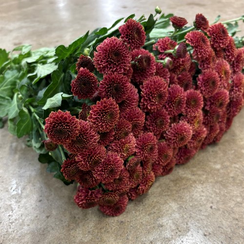 Chrysanthemum